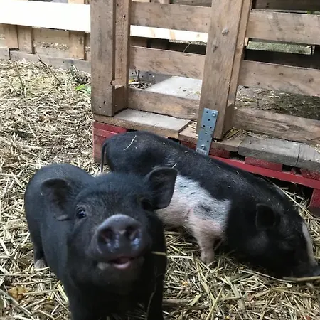 Holiday home Pause Nature Sorbais: De Groupe With Pool, Spa, And 8 En-suite Sorbais